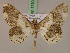  ( - BC ZSM Lep 17303)  @14 [ ] CreativeCommons - Attribution Non-Commercial Share-Alike (2010) Unspecified SNSB, Zoologische Staatssammlung Muenchen