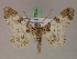  (Cleora herbulotiAH01Tz - BC ZSM Lep 17305)  @14 [ ] CreativeCommons - Attribution Non-Commercial Share-Alike (2010) Unspecified SNSB, Zoologische Staatssammlung Muenchen