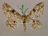  (Cleora pavlitzkiae lamellaAH01Tz - BC ZSM Lep 17306)  @12 [ ] CreativeCommons - Attribution Non-Commercial Share-Alike (2010) Unspecified SNSB, Zoologische Staatssammlung Muenchen