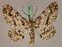  ( - BC ZSM Lep 17307)  @11 [ ] CreativeCommons - Attribution Non-Commercial Share-Alike (2010) Unspecified SNSB, Zoologische Staatssammlung Muenchen