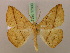  (Psilocerea pulverosa - BC ZSM Lep 17309)  @14 [ ] CreativeCommons - Attribution Non-Commercial Share-Alike (2010) Unspecified SNSB, Zoologische Staatssammlung Muenchen