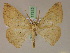  (Xanthisthisa MS01Tz - BC ZSM Lep 17312)  @13 [ ] CreativeCommons - Attribution Non-Commercial Share-Alike (2010) Unspecified SNSB, Zoologische Staatssammlung Muenchen