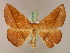 (Xanthisthisa MS02Tz - BC ZSM Lep 17315)  @14 [ ] CreativeCommons - Attribution Non-Commercial Share-Alike (2010) Unspecified SNSB, Zoologische Staatssammlung Muenchen