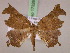  ( - BC ZSM Lep 17326)  @14 [ ] CreativeCommons - Attribution Non-Commercial Share-Alike (2010) Unspecified SNSB, Zoologische Staatssammlung Muenchen