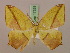  ( - BC ZSM Lep 17329)  @13 [ ] CreativeCommons - Attribution Non-Commercial Share-Alike (2010) Unspecified SNSB, Zoologische Staatssammlung Muenchen