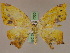  ( - BC ZSM Lep 17330)  @11 [ ] CreativeCommons - Attribution Non-Commercial Share-Alike (2010) Unspecified SNSB, Zoologische Staatssammlung Muenchen