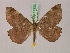  ( - BC ZSM Lep 17333)  @12 [ ] CreativeCommons - Attribution Non-Commercial Share-Alike (2010) Unspecified SNSB, Zoologische Staatssammlung Muenchen