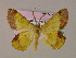  ( - BC ZSM Lep 17334)  @12 [ ] CreativeCommons - Attribution Non-Commercial Share-Alike (2010) Unspecified SNSB, Zoologische Staatssammlung Muenchen