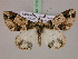  ( - BC ZSM Lep 17335)  @14 [ ] CreativeCommons - Attribution Non-Commercial Share-Alike (2010) Unspecified SNSB, Zoologische Staatssammlung Muenchen