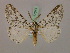  ( - BC ZSM Lep 17341)  @13 [ ] CreativeCommons - Attribution Non-Commercial Share-Alike (2010) Unspecified SNSB, Zoologische Staatssammlung Muenchen