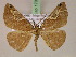  (Chelotephrina variabilis - BC ZSM Lep 17360)  @14 [ ] CreativeCommons - Attribution Non-Commercial Share-Alike (2010) Unspecified SNSB, Zoologische Staatssammlung Muenchen
