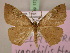  ( - BC ZSM Lep 17361)  @14 [ ] CreativeCommons - Attribution Non-Commercial Share-Alike (2010) Unspecified SNSB, Zoologische Staatssammlung Muenchen