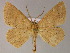  ( - BC ZSM Lep 04985)  @14 [ ] CreativeCommons - Attribution Non-Commercial Share-Alike (2010) Unspecified SNSB, Zoologische Staatssammlung Muenchen