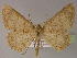  ( - BC ZSM Lep 04987)  @14 [ ] CreativeCommons - Attribution Non-Commercial Share-Alike (2010) Unspecified SNSB, Zoologische Staatssammlung Muenchen