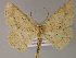  ( - BC ZSM Lep 04988)  @13 [ ] CreativeCommons - Attribution Non-Commercial Share-Alike (2010) Unspecified SNSB, Zoologische Staatssammlung Muenchen