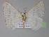  ( - BC ZSM Lep 04991)  @13 [ ] CreativeCommons - Attribution Non-Commercial Share-Alike (2010) Unspecified SNSB, Zoologische Staatssammlung Muenchen