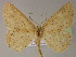  ( - BC ZSM Lep 04992)  @13 [ ] CreativeCommons - Attribution Non-Commercial Share-Alike (2010) Unspecified SNSB, Zoologische Staatssammlung Muenchen