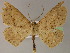  ( - BC ZSM Lep 05003)  @12 [ ] CreativeCommons - Attribution Non-Commercial Share-Alike (2010) Unspecified SNSB, Zoologische Staatssammlung Muenchen