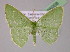 ( - BC ZSM Lep 05008)  @13 [ ] CreativeCommons - Attribution Non-Commercial Share-Alike (2010) Unspecified SNSB, Zoologische Staatssammlung Muenchen