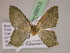  ( - BC ZSM Lep 05013)  @12 [ ] CreativeCommons - Attribution Non-Commercial Share-Alike (2010) Unspecified SNSB, Zoologische Staatssammlung Muenchen