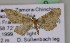  ( - BC ZSM Lep 05034)  @11 [ ] CreativeCommons - Attribution Non-Commercial Share-Alike (2010) Unspecified SNSB, Zoologische Staatssammlung Muenchen
