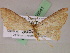  (Cyclophora GB01Ec - BC ZSM Lep 05041)  @13 [ ] CreativeCommons - Attribution Non-Commercial Share-Alike (2010) Unspecified SNSB, Zoologische Staatssammlung Muenchen
