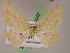  (Cyclophora gracilineaAH01Ec - BC ZSM Lep 05042)  @14 [ ] CreativeCommons - Attribution Non-Commercial Share-Alike (2010) Unspecified SNSB, Zoologische Staatssammlung Muenchen