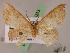  (Cyclophora GB06Ec - BC ZSM Lep 05043)  @11 [ ] CreativeCommons - Attribution Non-Commercial Share-Alike (2010) Unspecified SNSB, Zoologische Staatssammlung Muenchen