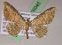  (Cyclophora acutaria - BC ZSM Lep 05045)  @14 [ ] CreativeCommons - Attribution Non-Commercial Share-Alike (2010) Unspecified SNSB, Zoologische Staatssammlung Muenchen