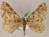  ( - BC ZSM Lep 05047)  @14 [ ] CreativeCommons - Attribution Non-Commercial Share-Alike (2010) Unspecified SNSB, Zoologische Staatssammlung Muenchen