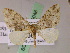  ( - BC ZSM Lep 05048)  @13 [ ] CreativeCommons - Attribution Non-Commercial Share-Alike (2010) Unspecified SNSB, Zoologische Staatssammlung Muenchen
