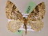  (Euphyia infundibulataAH02 - BC ZSM Lep 05051)  @14 [ ] CreativeCommons - Attribution Non-Commercial Share-Alike (2010) Unspecified SNSB, Zoologische Staatssammlung Muenchen