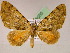  (Spargania narangillaAH01 - BC ZSM Lep 05055)  @11 [ ] CreativeCommons - Attribution Non-Commercial Share-Alike (2010) Unspecified SNSB, Zoologische Staatssammlung Muenchen