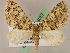  ( - BC ZSM Lep 05057)  @14 [ ] CreativeCommons - Attribution Non-Commercial Share-Alike (2010) Unspecified SNSB, Zoologische Staatssammlung Muenchen