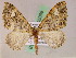  (Euphyia AH09Pe - BC ZSM Lep 05059)  @13 [ ] CreativeCommons - Attribution Non-Commercial Share-Alike (2010) Unspecified SNSB, Zoologische Staatssammlung Muenchen