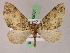  (Euphyia AH07Ec - BC ZSM Lep 05061)  @11 [ ] CreativeCommons - Attribution Non-Commercial Share-Alike (2010) Unspecified SNSB, Zoologische Staatssammlung Muenchen
