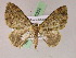  (Hammaptera AH02Ec - BC ZSM Lep 05062)  @14 [ ] CreativeCommons - Attribution Non-Commercial Share-Alike (2010) Unspecified SNSB, Zoologische Staatssammlung Muenchen