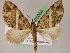  (Euphyia balteataAH01Ec - BC ZSM Lep 05064)  @14 [ ] CreativeCommons - Attribution Non-Commercial Share-Alike (2010) Unspecified SNSB, Zoologische Staatssammlung Muenchen