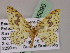  ( - BC ZSM Lep 05090)  @11 [ ] CreativeCommons - Attribution Non-Commercial Share-Alike (2010) Unspecified SNSB, Zoologische Staatssammlung Muenchen