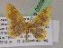  ( - BC ZSM Lep 05095)  @11 [ ] CreativeCommons - Attribution Non-Commercial Share-Alike (2010) Unspecified SNSB, Zoologische Staatssammlung Muenchen