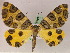  ( - BC ZSM Lep 05109)  @11 [ ] CreativeCommons - Attribution Non-Commercial Share-Alike (2010) Unspecified SNSB, Zoologische Staatssammlung Muenchen