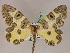  ( - BC ZSM Lep 05110)  @11 [ ] CreativeCommons - Attribution Non-Commercial Share-Alike (2010) Unspecified SNSB, Zoologische Staatssammlung Muenchen