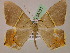  ( - BC ZSM Lep 05121)  @11 [ ] CreativeCommons - Attribution Non-Commercial Share-Alike (2010) Unspecified SNSB, Zoologische Staatssammlung Muenchen