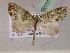  ( - BC ZSM Lep 05151)  @11 [ ] CreativeCommons - Attribution Non-Commercial Share-Alike (2010) Unspecified SNSB, Zoologische Staatssammlung Muenchen