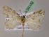  ( - BC ZSM Lep 05152)  @11 [ ] CreativeCommons - Attribution Non-Commercial Share-Alike (2010) Unspecified SNSB, Zoologische Staatssammlung Muenchen