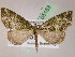  (Rucana degener - BC ZSM Lep 05153)  @11 [ ] CreativeCommons - Attribution Non-Commercial Share-Alike (2010) Unspecified SNSB, Zoologische Staatssammlung Muenchen