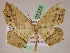 ( - BC ZSM Lep 05155)  @11 [ ] CreativeCommons - Attribution Non-Commercial Share-Alike (2010) Unspecified SNSB, Zoologische Staatssammlung Muenchen