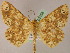  ( - BC ZSM Lep 05156)  @11 [ ] CreativeCommons - Attribution Non-Commercial Share-Alike (2010) Unspecified SNSB, Zoologische Staatssammlung Muenchen