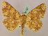  ( - BC ZSM Lep 05157)  @11 [ ] CreativeCommons - Attribution Non-Commercial Share-Alike (2010) Unspecified SNSB, Zoologische Staatssammlung Muenchen