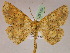  ( - BC ZSM Lep 05158)  @11 [ ] CreativeCommons - Attribution Non-Commercial Share-Alike (2010) Unspecified SNSB, Zoologische Staatssammlung Muenchen